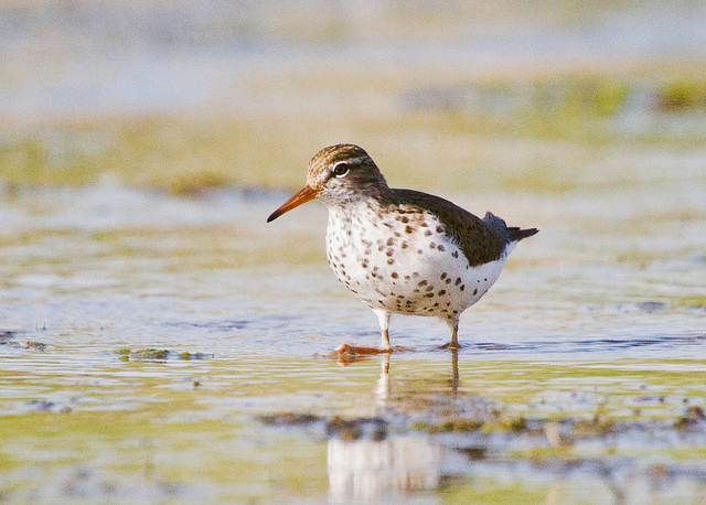 Spotted Sandpiper (Actitis macularius)