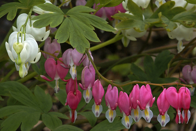 Coral Bells