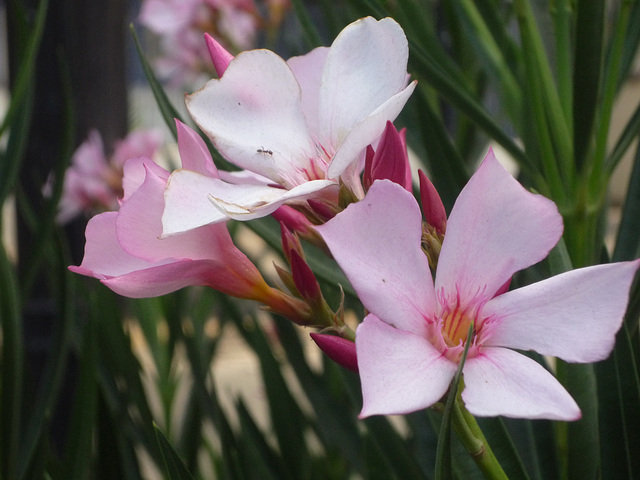 Flores blancas