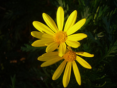 Dos flores amarillas