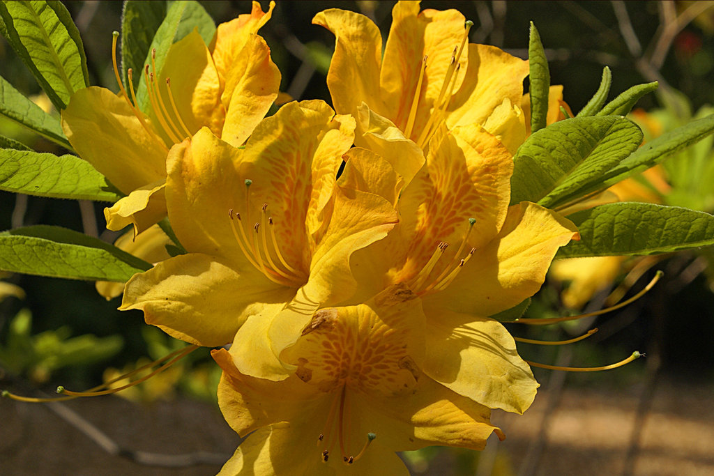 Christopher Wren Azaleas