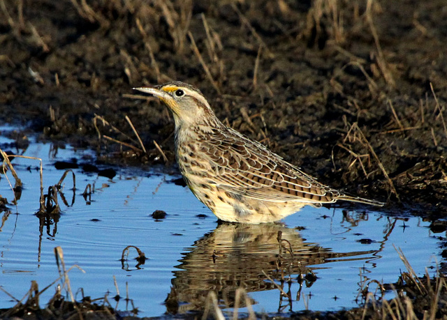 Western Meadowlark