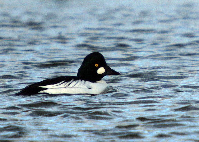 Common Goldeneye