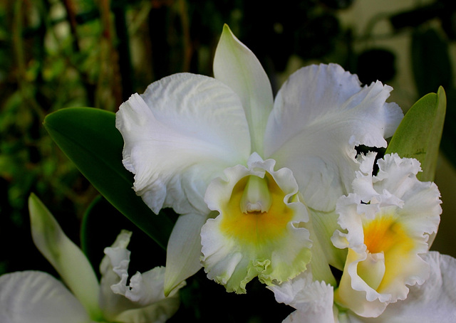 BLC Hybride blanche Hauserman ( x Empress Bells ) (2)