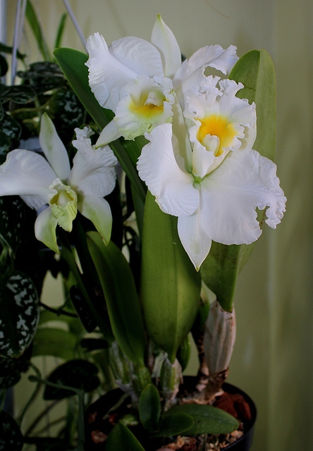 BLC Hybride blanche Hauserman ( x Empress Bells ) (4)