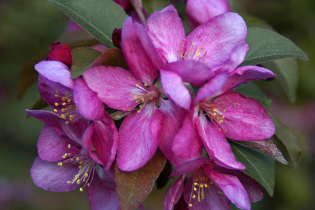 Crab Apple Blossoms