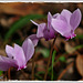 CYCLAMENS D'AUTOMNE