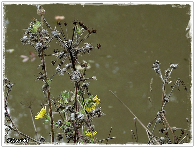 FLEURS FANEES