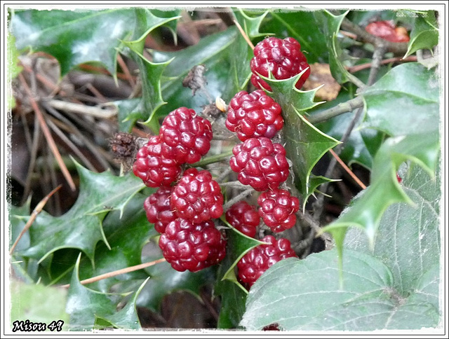 FRUITS