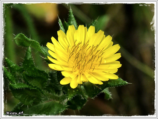 FLEUR