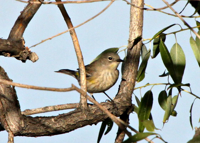 Yellow-Rumped Warbler