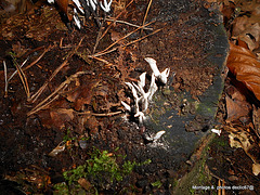 Xylaria hipoxylon