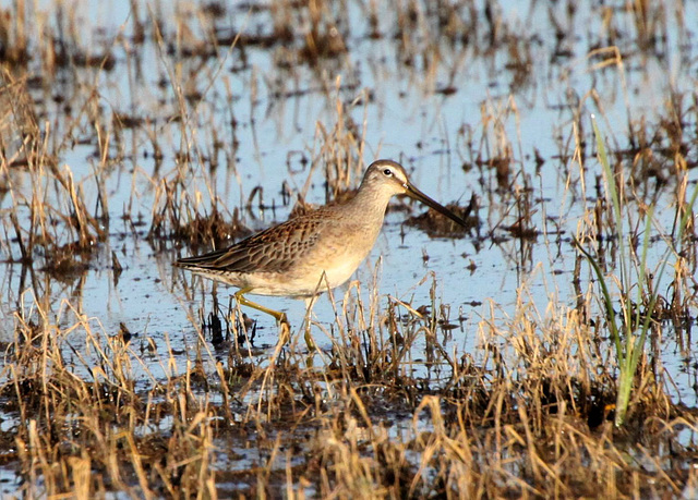 Long-Billed Dowitcher