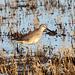 Long-Billed Dowitcher