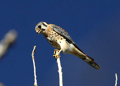 American Kestrel