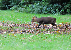 Muntjac (c)