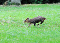 Muntjac (b)