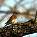 Eastern Bluebird