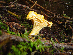 champignons (5)chanterelle ou girolle C