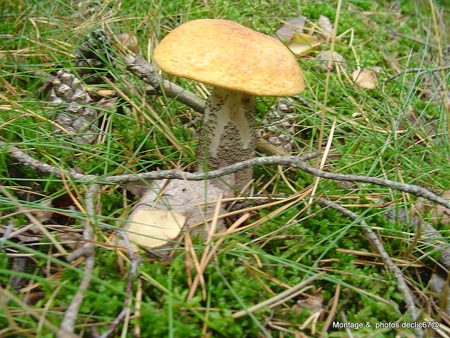 champignons (6)