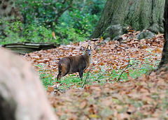 Muntjac (a)