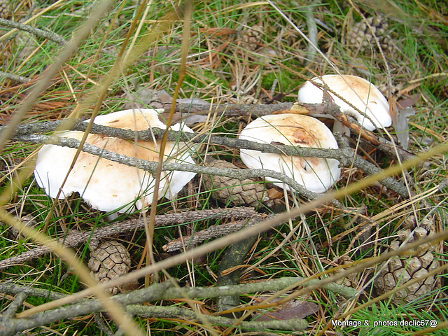 champignons (8)