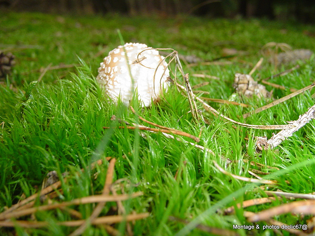 champignons (9)