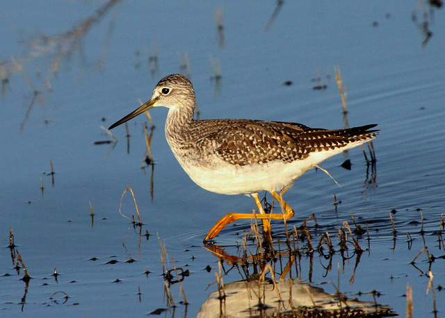 Greater Yellowlegs