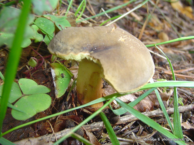 champignons (13)bolet a chair jaune Ctm