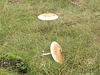 champignons (15)lépiote élevée C