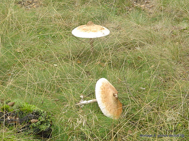 champignons (15)lépiote élevée C