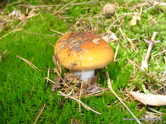 champignons (17)