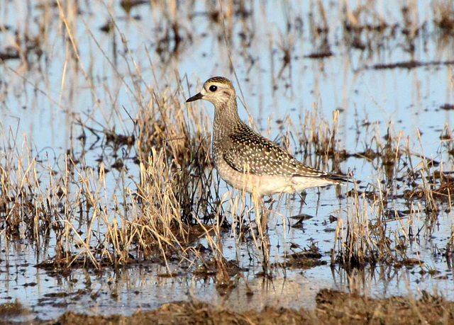 American Golden Plover (Pluvialis dominica)