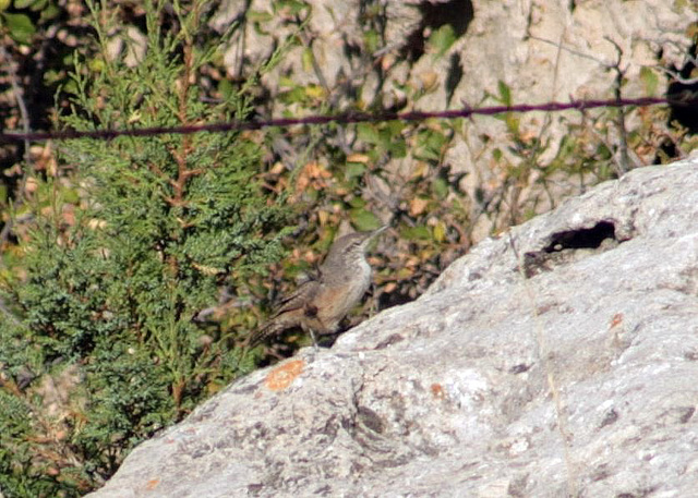 Rock Wren