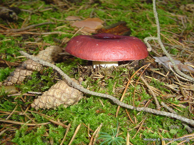 champignons (21)russule jolie NC