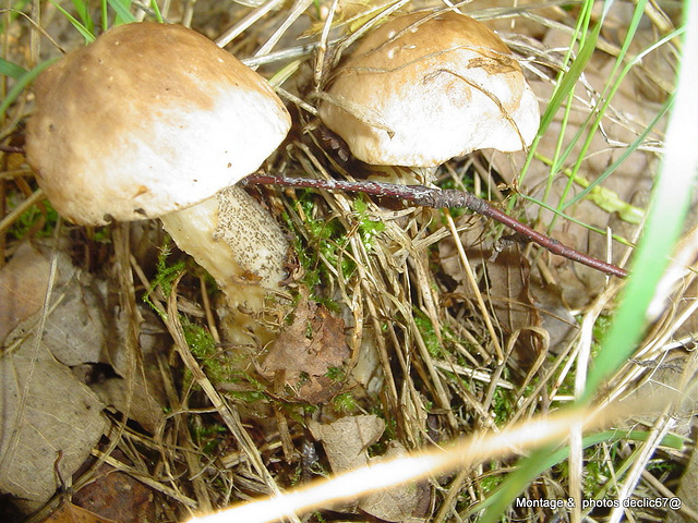 champignons (22)