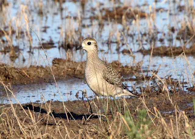 American Golden-Plover