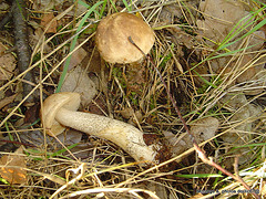 champignons (23)