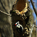 Downy Woodpecker Hidey-Hole