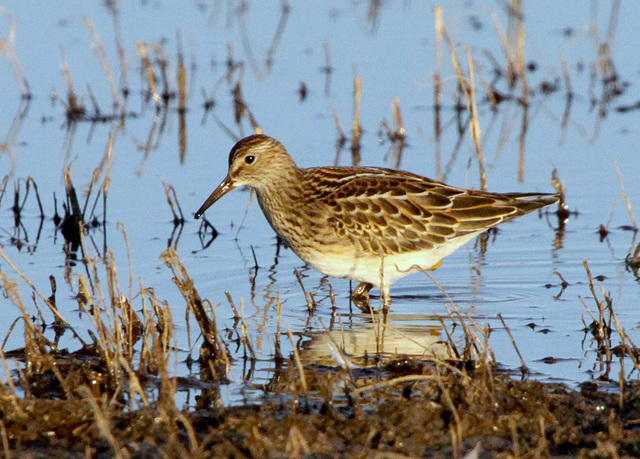 Pectoral Sandpiper