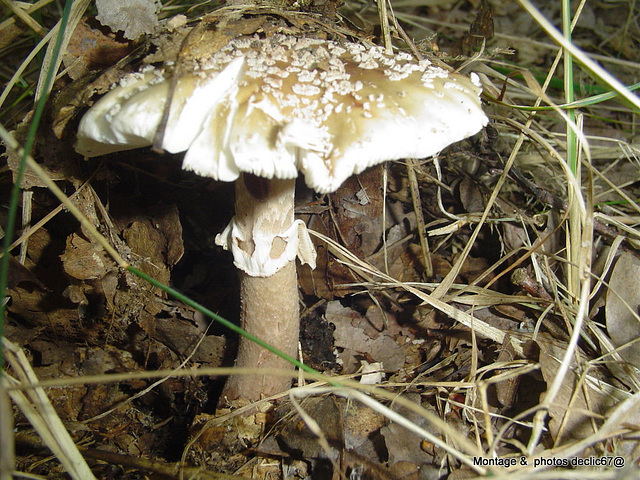 champignons (26)amanite