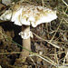 champignons (26)amanite