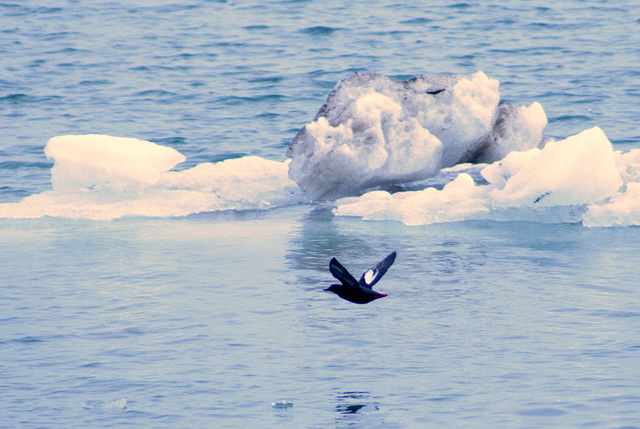 Day 9: Pigeon Guillemot