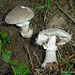 champignons (28)amanite panthère