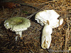 champignons (30)russule à lames inégales C