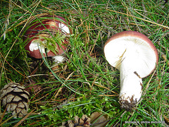 champignons (33)