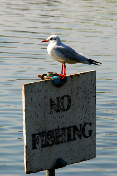 No Fishing