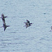 Day 9: Long-Tailed Ducks