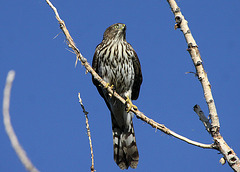 Juvenile Cooper's Hawk