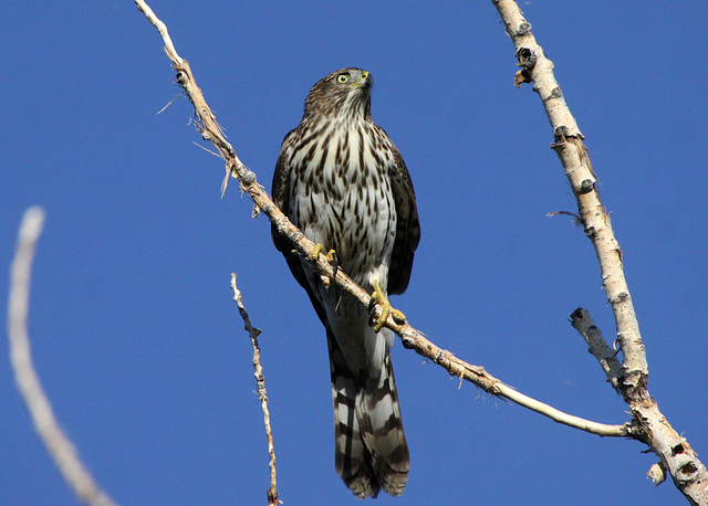 Juvenile Cooper's Hawk